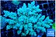 Acropora tenuis green & blue tip 7-12 cm WYSIWYG acclimaté