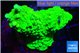 Acropora neon green 4-6 cm WYSIWYG acclimaté