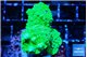 Acropora neon green 4-6 cm WYSIWYG acclimaté