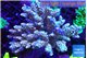 Acropora purple gold 8-12 cm WYSIWYG acclimaté