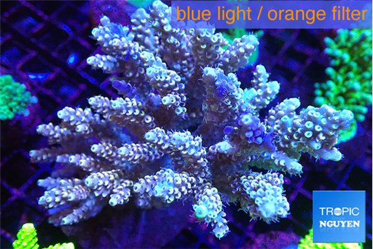 Acropora purple gold 8-12 cm WYSIWYG acclimaté