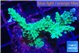 Acropora green & purple tip 4-6 cm WYSIWYG acclimaté