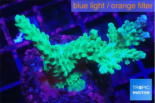 Acropora green & purple tip 4-6 cm WYSIWYG acclimaté