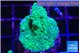 Acropora green & purple tip 3-4 cm WYSIWYG acclimaté