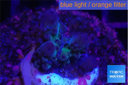 Acropora purple blue 2-3 cm WYSIWYG acclimaté