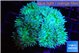 Duncanopsammia green 12-16 polyps WYSIWYG acclimaté
