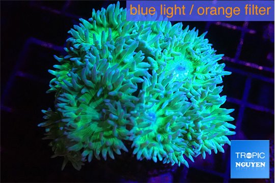 Duncanopsammia green 12-16 polyps WYSIWYG acclimaté