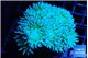 Duncanopsammia green 12-16 polyps WYSIWYG acclimaté