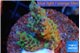 Montipora green & purple polyps 3-5 cm WYSIWYG acclimaté