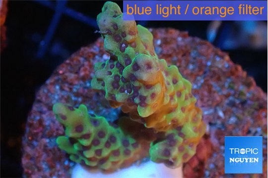 Montipora green & purple polyps 3-5 cm WYSIWYG acclimaté
