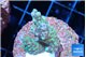 Montipora green & purple polyps 3-5 cm WYSIWYG acclimaté