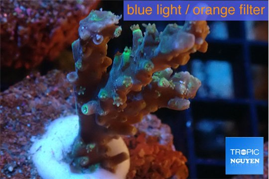 Acropora joker 2-3 cm WYSIWYG acclimaté