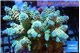 Acropora Walt Disney 6-9 cm WYSIWYG acclimaté