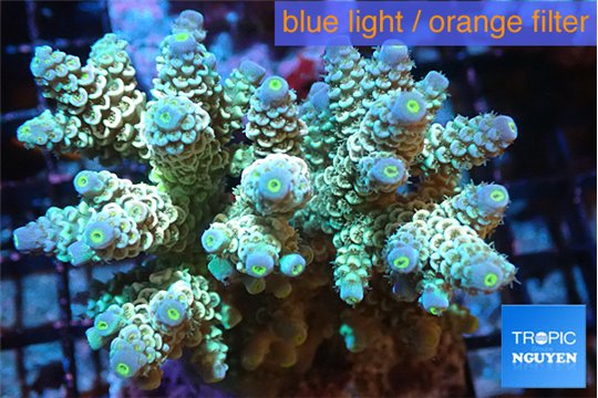 Acropora Walt Disney 6-9 cm WYSIWYG acclimaté