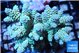 Acropora Walt Disney 6-9 cm WYSIWYG acclimaté