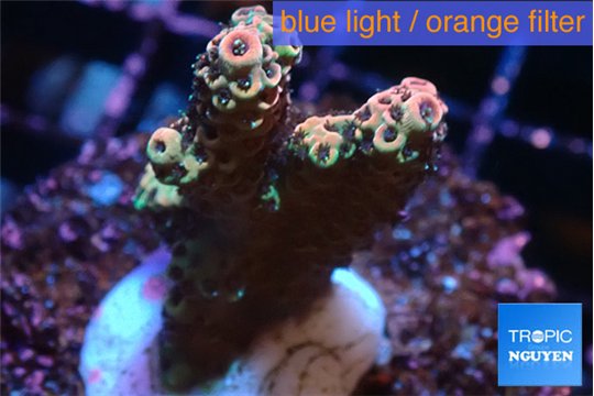 Acropora mango 2-3 cm WYSIWYG acclimaté