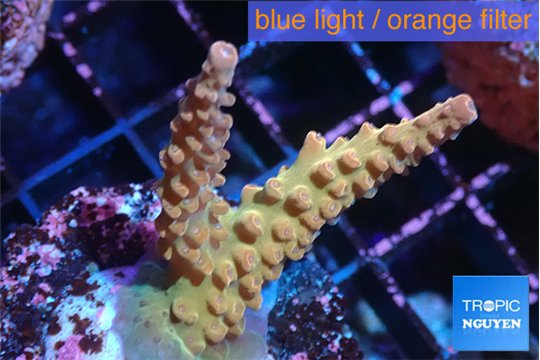 Acropora green purple Fijii 3-4 cm WYSIWYG acclimaté