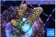 Acropora mango 3-4 cm WYSIWYG acclimaté
