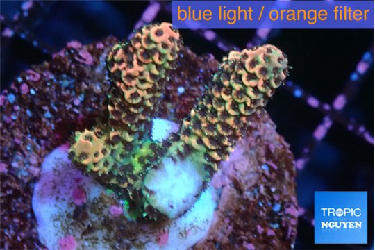 Acropora mango 3-4 cm WYSIWYG acclimaté
