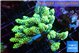 Acropora gold 7-11 cm WYSIWYG acclimaté
