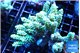 Acropora gold 7-11 cm WYSIWYG acclimaté