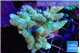 Acropora gold purple tip 7-11 cm WYSIWYG acclimaté