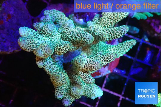Acropora gold purple tip 7-11 cm WYSIWYG acclimaté