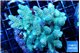 Acropora gold purple tip 7-11 cm WYSIWYG acclimaté