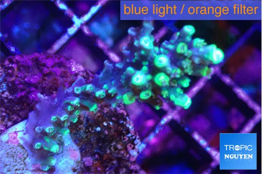 Acropora joker 4-6 cm WYSIWYG acclimaté