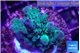 Acropora purple green 3-4 cm WYSIWYG acclimaté
