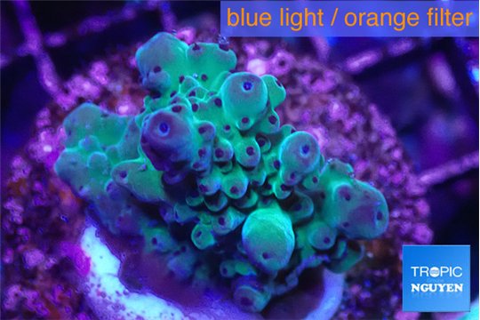 Acropora purple green 3-4 cm WYSIWYG acclimaté