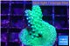 Acropora humilis green & purple tip 2-4 cm WYSIWYG acclimaté