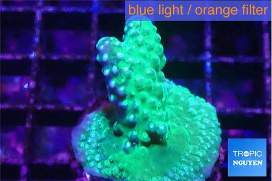 Acropora humilis green & purple tip 2-4 cm WYSIWYG acclimaté