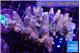 Acropora pink 8-12 cm WYSIWYG acclimaté