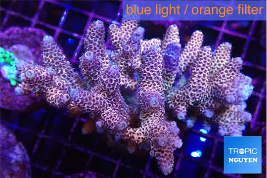 Acropora pink 8-12 cm WYSIWYG acclimaté