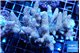 Acropora pink 8-12 cm WYSIWYG acclimaté
