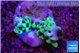 Montipora green & purple polyps 2-3 cm WYSIWYG acclimaté