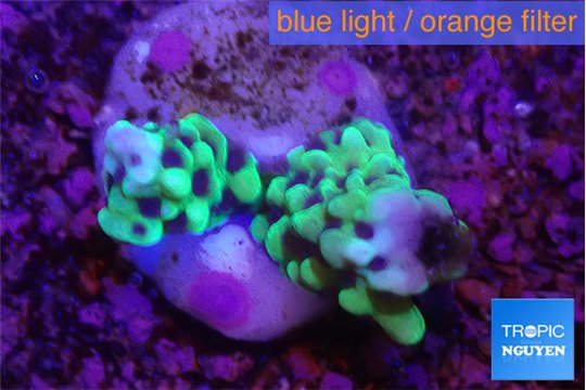 Montipora green & purple polyps 2-3 cm WYSIWYG acclimaté