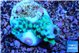 Montipora green & purple polyps 2-3 cm WYSIWYG acclimaté