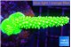 Acropora neon green 3-5 cm WYSIWYG acclimaté