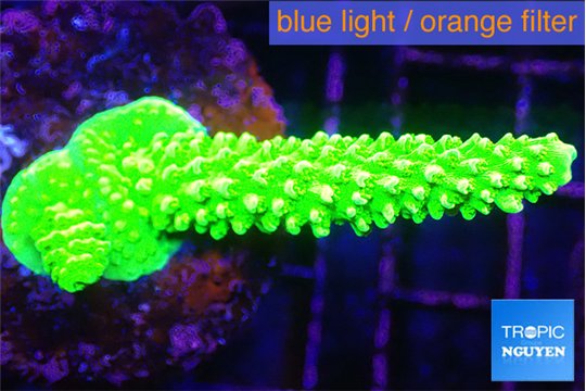 Acropora neon green 3-5 cm WYSIWYG acclimaté