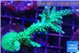 Acropora green & purple tip 6-8 cm WYSIWYG acclimaté