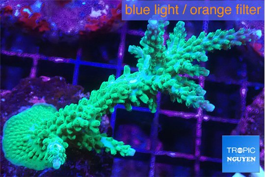Acropora green & purple tip 6-8 cm WYSIWYG acclimaté