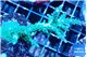 Acropora green & purple tip 6-8 cm WYSIWYG acclimaté