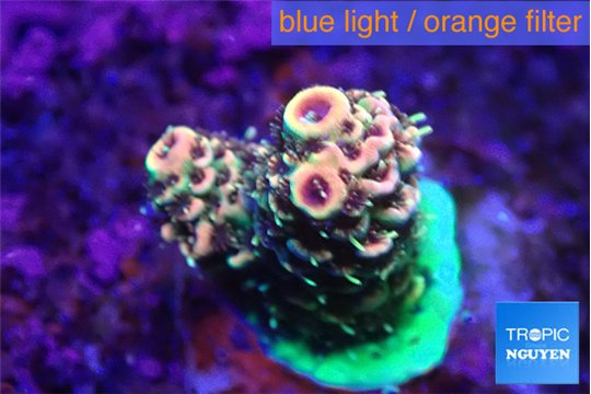 Acropora mango 2-3 cm WYSIWYG acclimaté