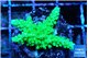 Acropora neon green 3-5 cm WYSIWYG acclimaté