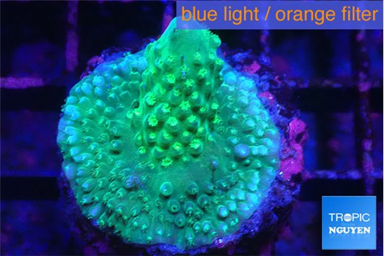 Acropora humilis green & purple tip 2-3 cm WYSIWYG acclimaté