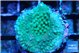 Acropora humilis green & purple tip 2-3 cm WYSIWYG acclimaté