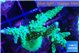 Acropora green & purple tip 5-7 cm WYSIWYG acclimaté