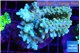 Acropora purple gold premium 7-11 cm WYSIWYG acclimaté